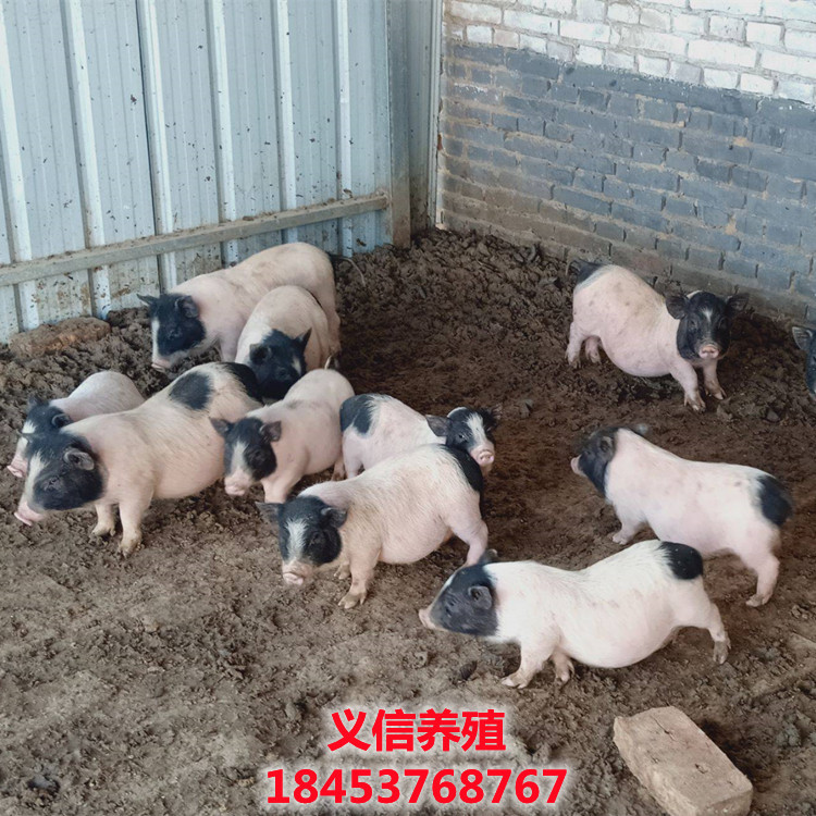 批发二花脸母猪猪苗 养殖香猪多少钱一只巴马香猪种苗批发