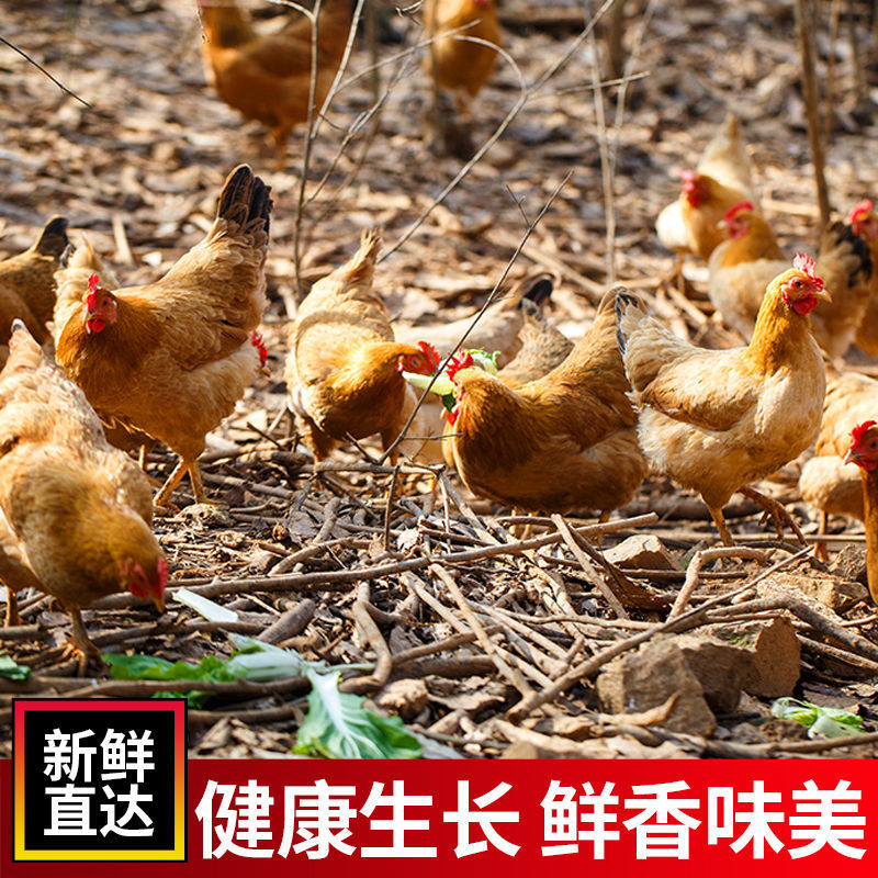 三黄鸡冷冻新鲜现杀整只正宗农家散养土鸡童子鸡农村老母草鸡700g