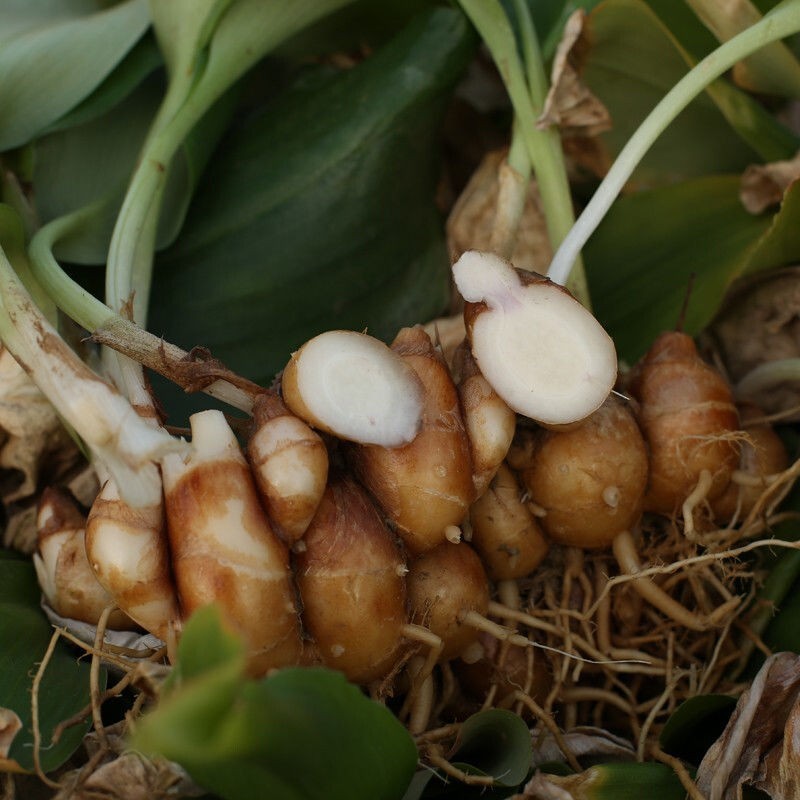 广东高州特产新鲜沙姜/山奈调料沙姜可批发 白切鸡椰子鸡猪脚配料