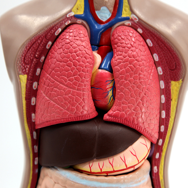 Body Trunk Anatomical Model Organ Detachable Medical Teaching Heart Viscera Model Toy