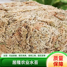 水苔营养土育苗嫁接乌龟冬眠垫材青苔蝴蝶兰花多肉石斛基现货批发