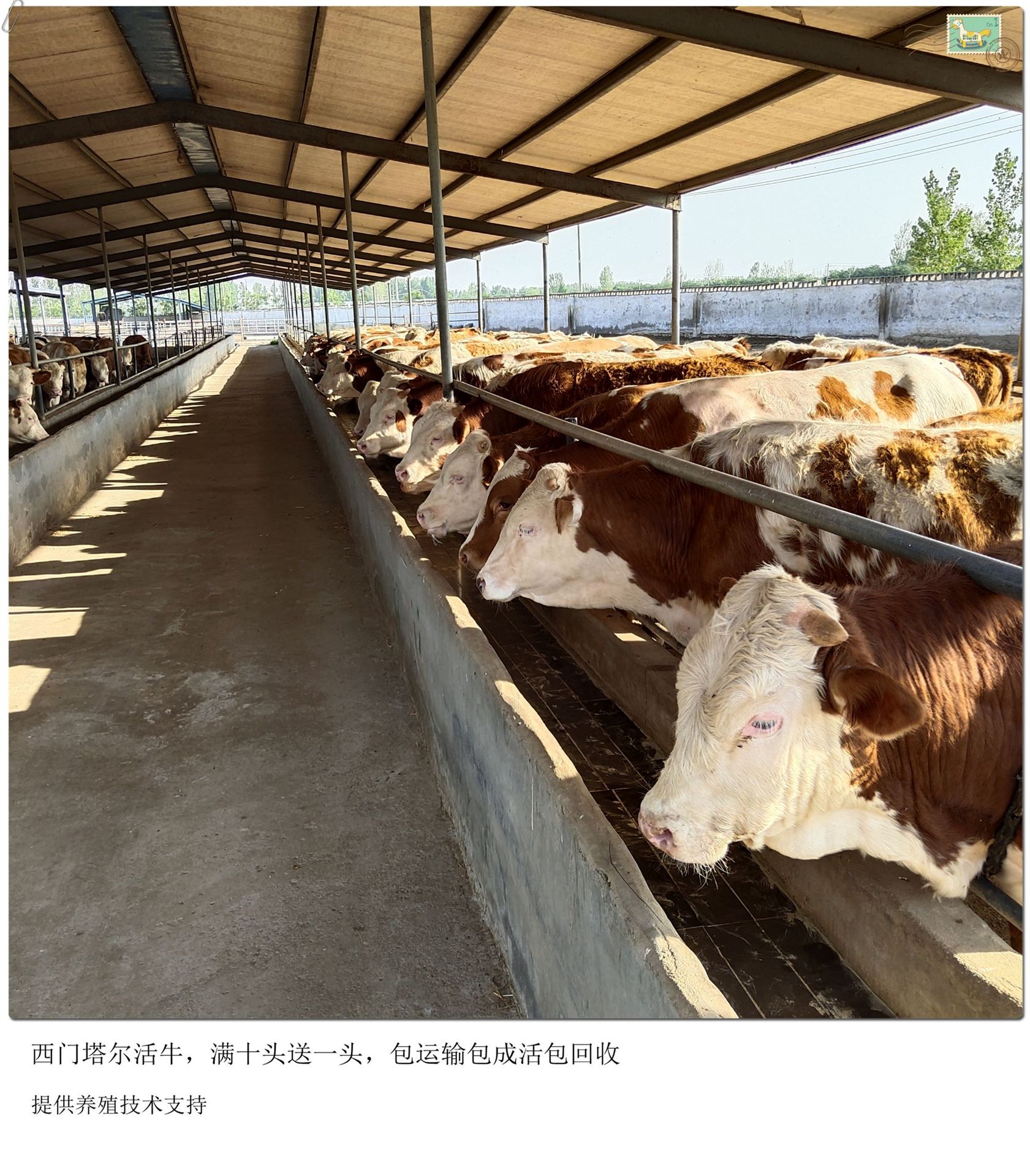 小牛苗出栏 放养改良九个月西门塔尔牛养殖场 屠宰率高 养殖广