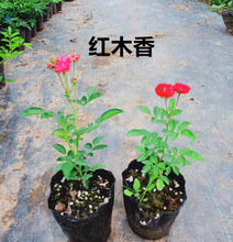 一件代发白木香花苗爬藤植物四季开花卉庭院带花红木香盆栽浓香型