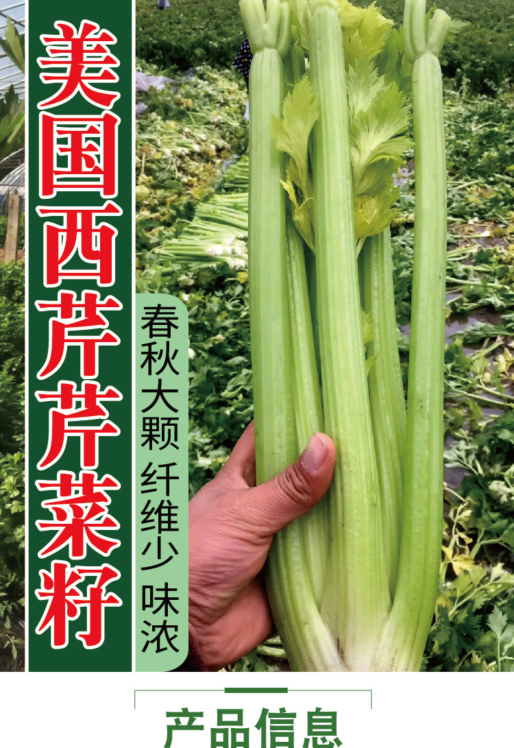 常丰美国西芹(文图拉)种子大棵纤维少西芹种籽大叶片芹菜籽批发