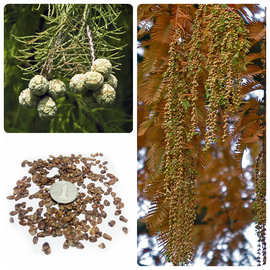 林木种子杉木种子水杉种子杉树种子行道树种子造林绿化种子