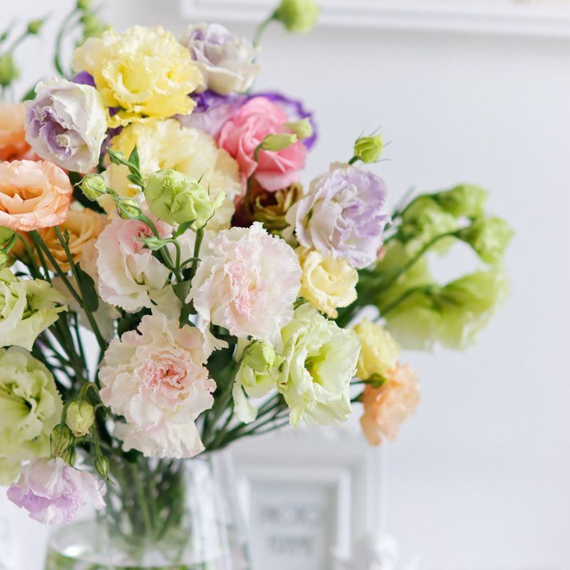 洋桔梗鲜花直批顺丰婚庆婚礼装饰云南上海瓶插花室内水养女神节礼