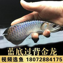 古典蓝底过背高背金龙鱼活鱼练手龙鱼活体小龙鱼苗宝石龙鱼热带鱼