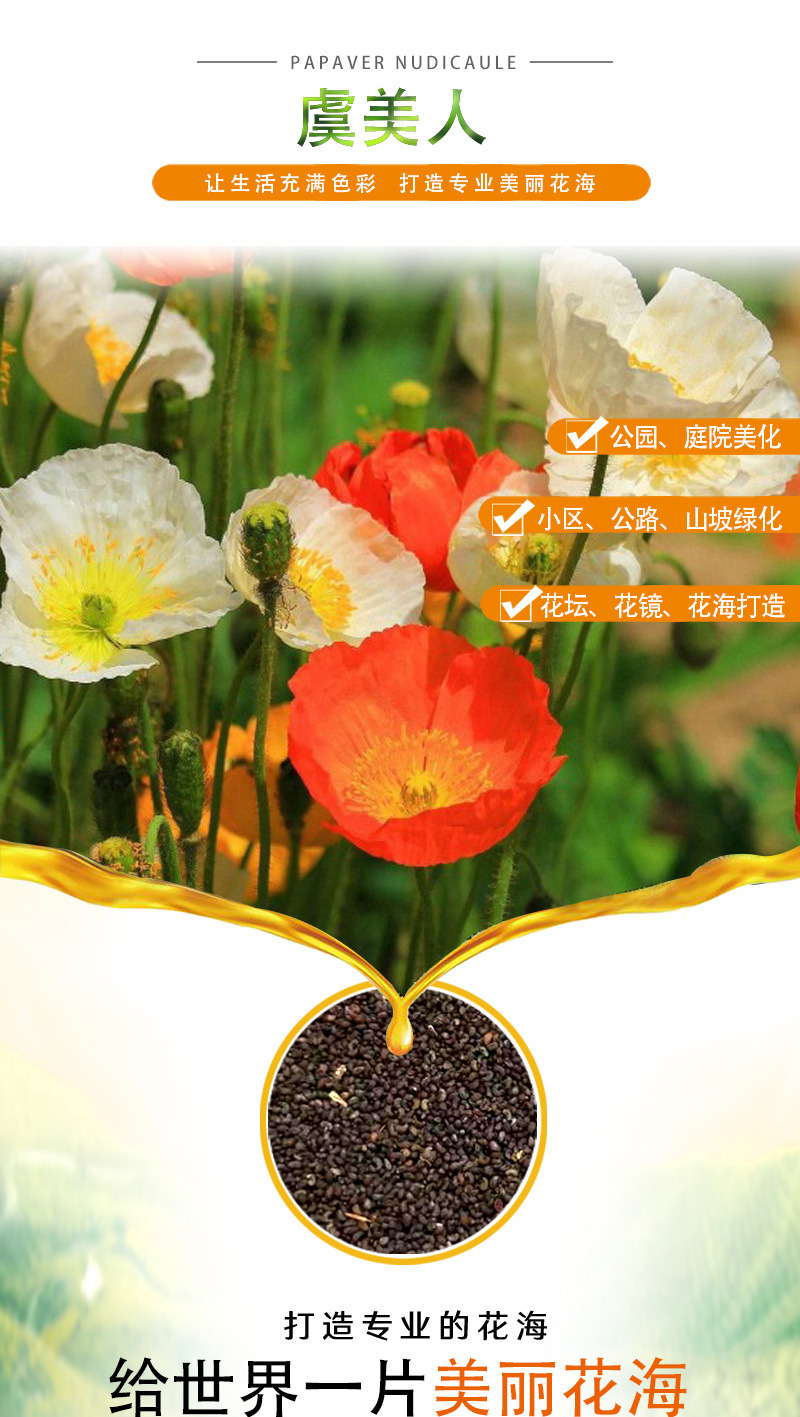 供景观花卉种子 虞美人种子 混色冰岛虞美人红花虞美人丽春花种子