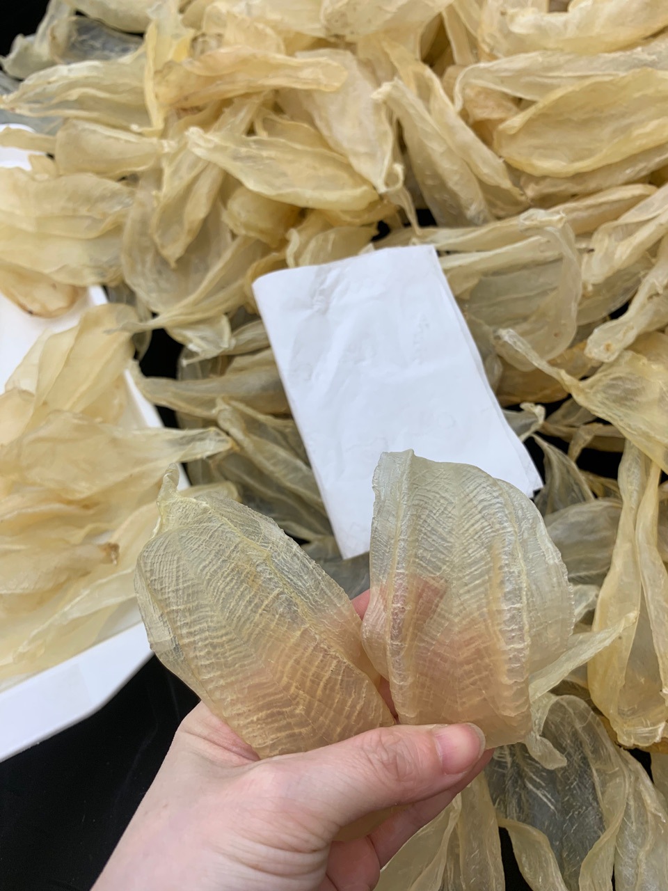 64头印尼白花胶 广州实体批发鳘鱼胶花胶-阿里巴巴