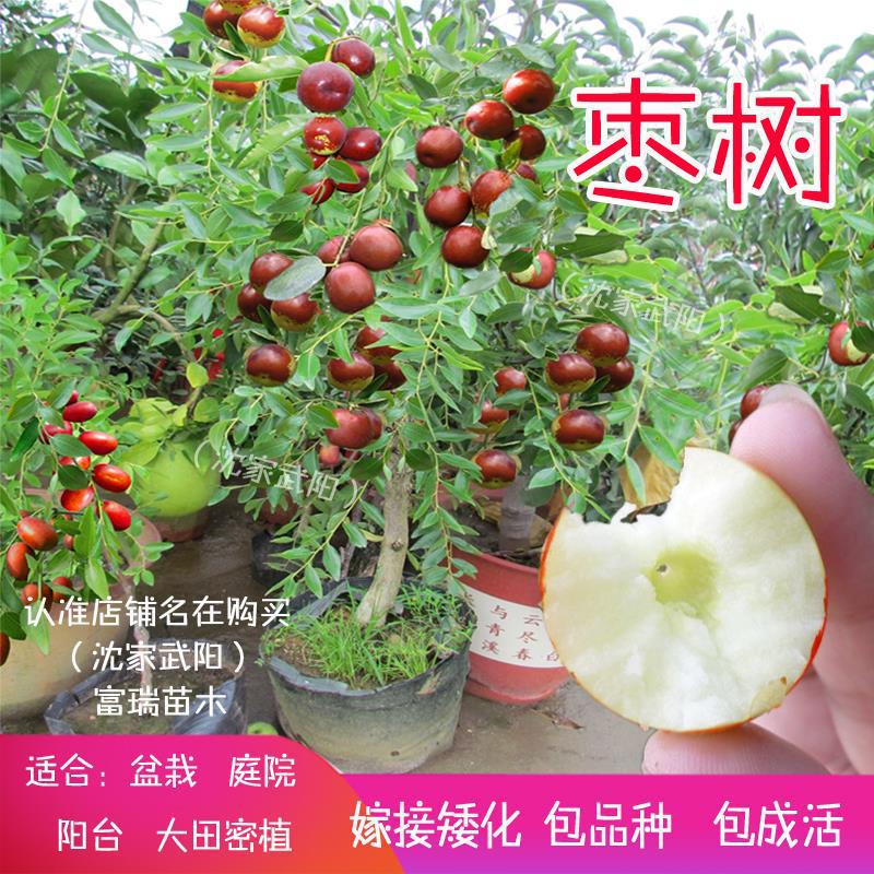 枣树苗活苗沾化冬枣当年结果大盆栽地栽嫁接果树苗南方北方种植