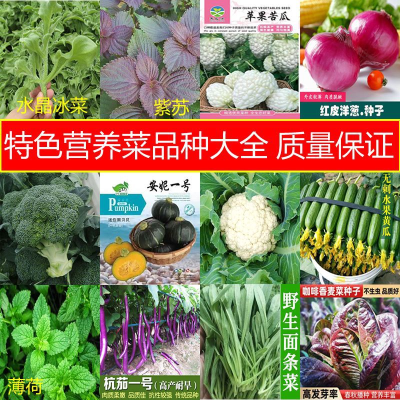 菜种子大量批发苹果苦瓜孔雀菜菊苣冰菜面条菜薄荷荆芥黄瓜种子