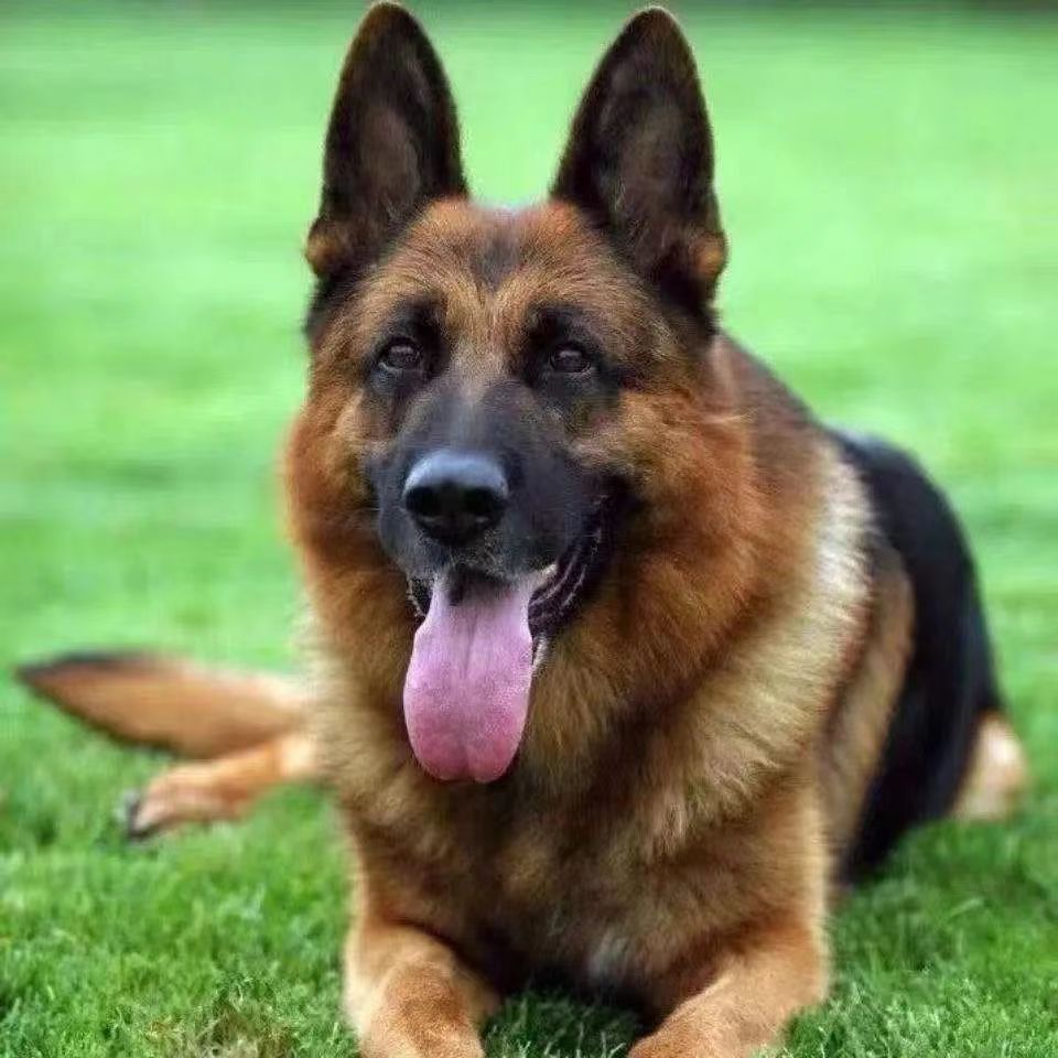 批发纯种德国牧羊犬活体幼崽锤系黑背犬弓背德牧活物德牧狗狗小狗