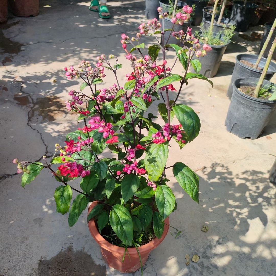 龙吐珠盆栽带花庭院藤本室外爬藤花苗四季开花爬藤植物龙吐珠爬藤