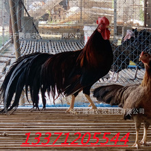 景区观赏长尾鸡多少钱一只 哪里有卖婆罗门鸡苗的 婆罗门鸡养殖场