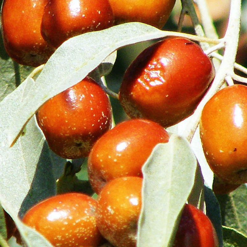 《陌味》沙枣,甘肃民勤沙生土特产.