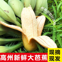 广东芭蕉大蕉高蕉plantain新鲜水果无催熟剂香蕉3/5斤单果80-300g