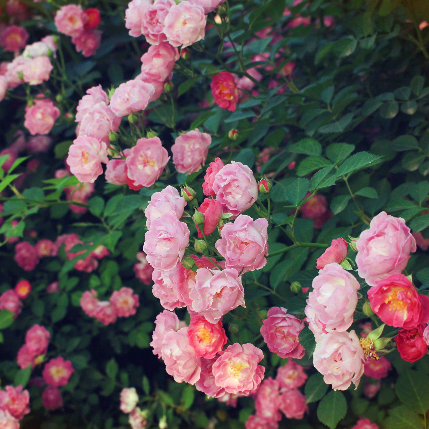 供应蔷薇花 西安厂家批发营养钵装蔷薇花成活率高