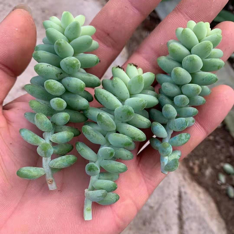 玉坠 多肉植物 玉缀 砍头苗 无根 多肉种苗 大棚批发直销