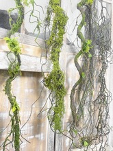 树藤枯藤藤条假花装饰树枝干枝青苔苔藓室内藤蔓植物壁挂绿植