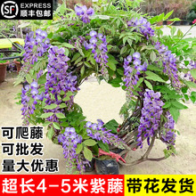 紫藤花树苗带花苞室外庭院老桩爬藤植物四季开花耐寒易活花卉盆栽