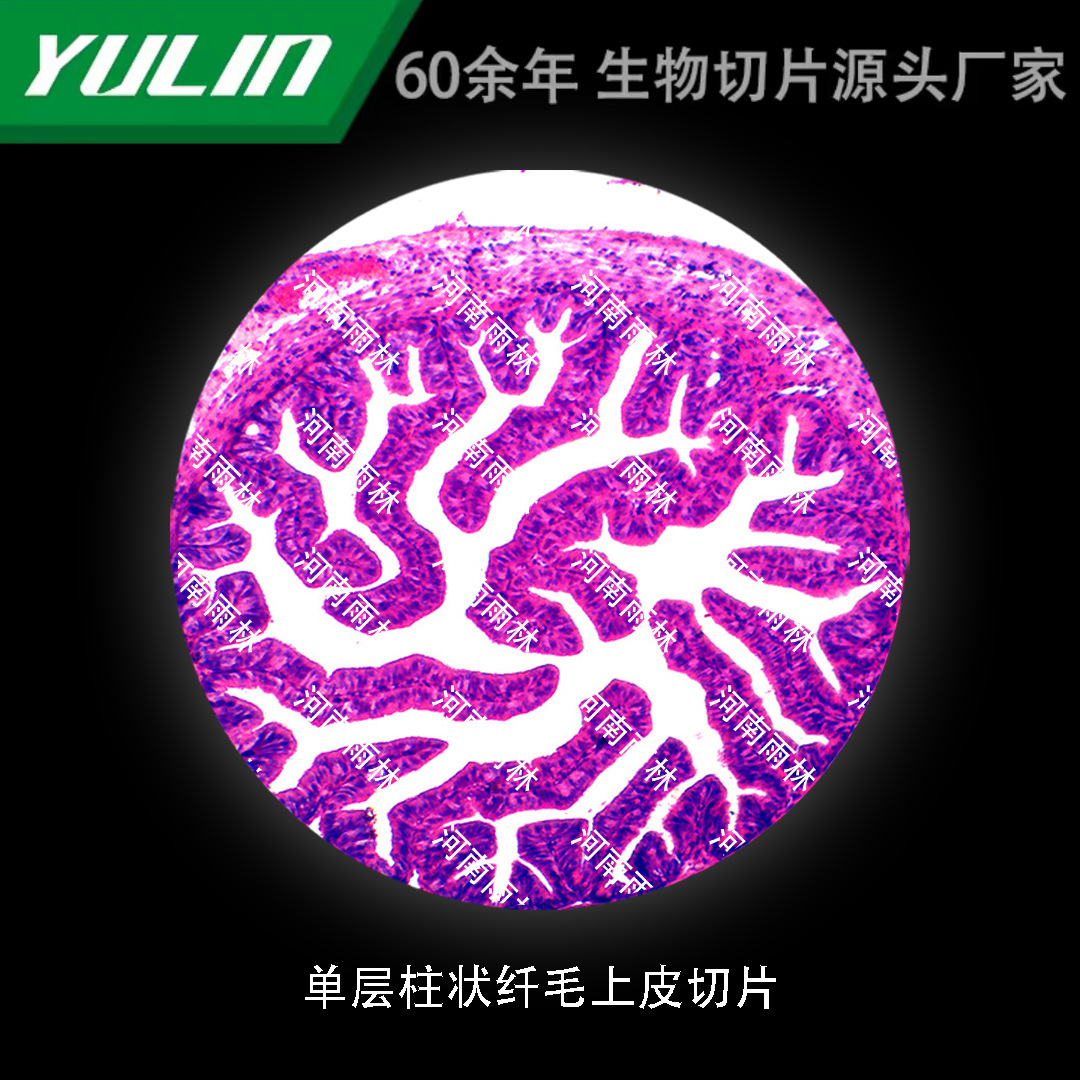 单层柱状纤毛上皮切片高校医学院校用组织病理石蜡玻片标本显微镜