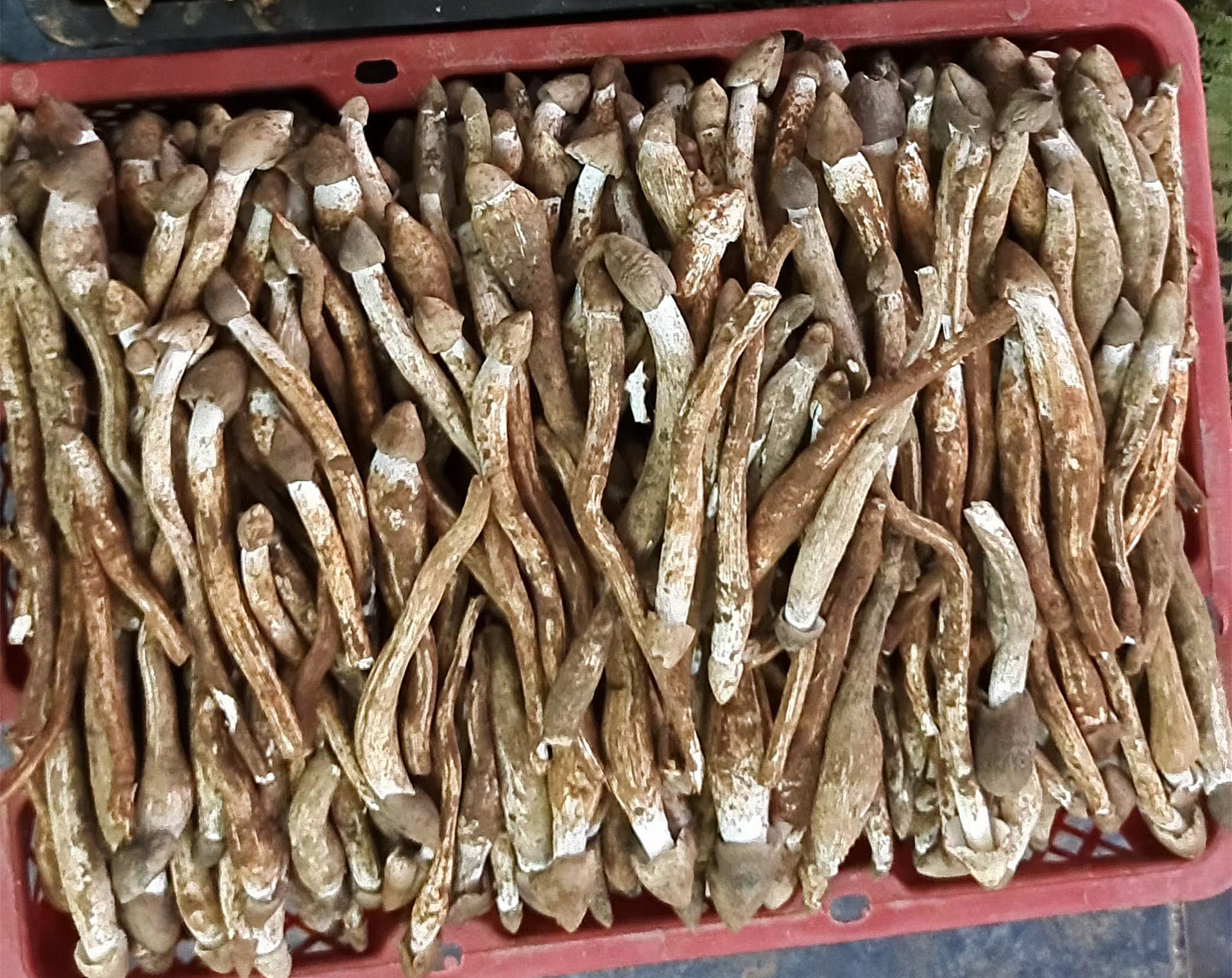 2021年云南特产火把新鲜鸡枞菌大白鸡枞鸡肉丝菇荔枝菌一件代发