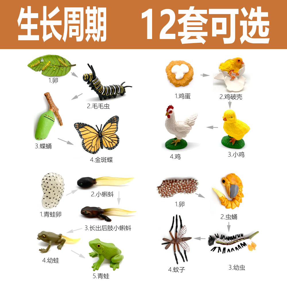 幼儿园教具动物成长周期仿真青蚊子蜘蛛龟蝴蝶鸡蚂蚁生命认知模型