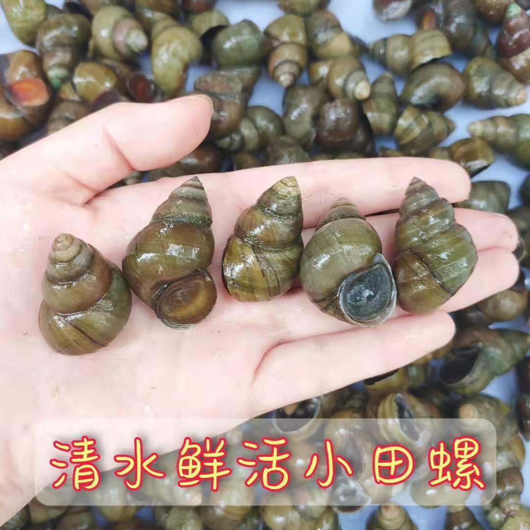 预售 淡水新鲜无沙大田螺鲜活泥螺野生麻辣田螺清水剪尾螺蛳活体