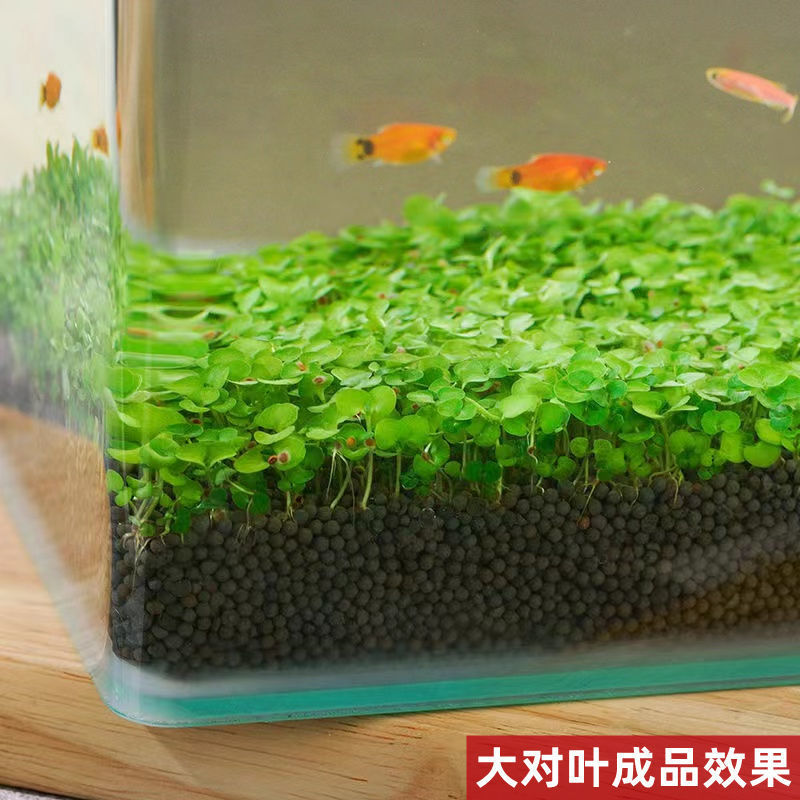 水草种子居家diy创意生态鱼缸造景水草泥真草玻璃瓶植物养不死