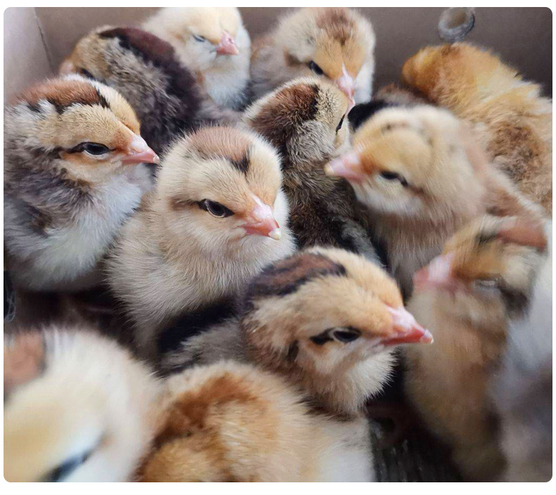 广东省孵化基地工厂k9麻黄鸡苗小鸡鸡仔活苗土鸡苗红玉红瑶批发