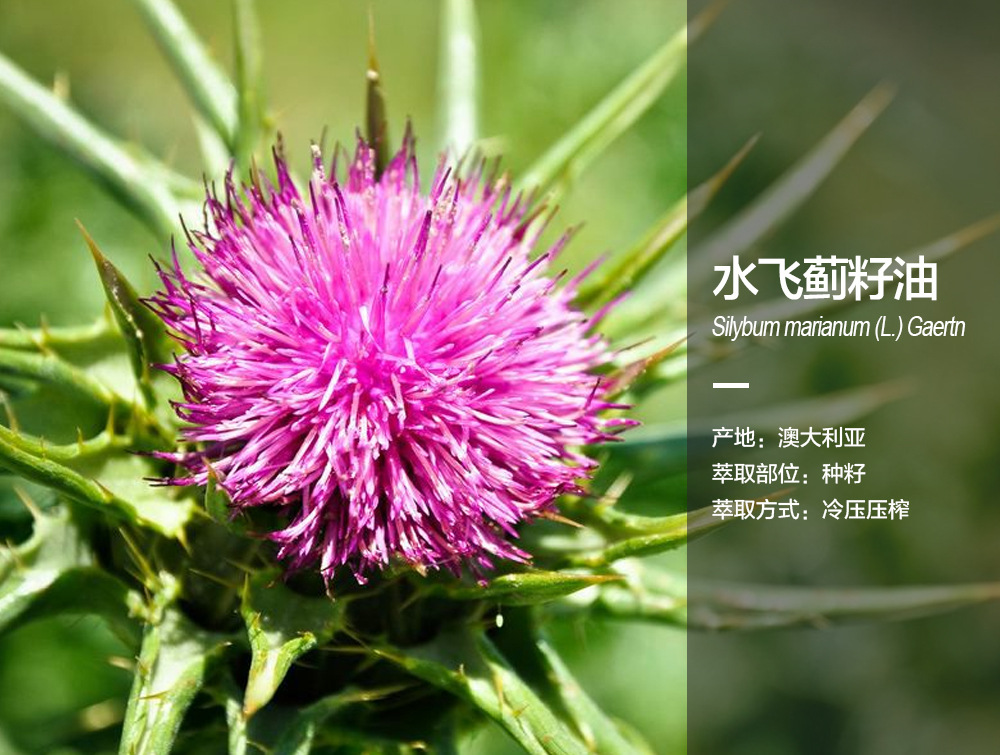 阿甘树水飞蓟籽油silybum marianum (l.) gaertn