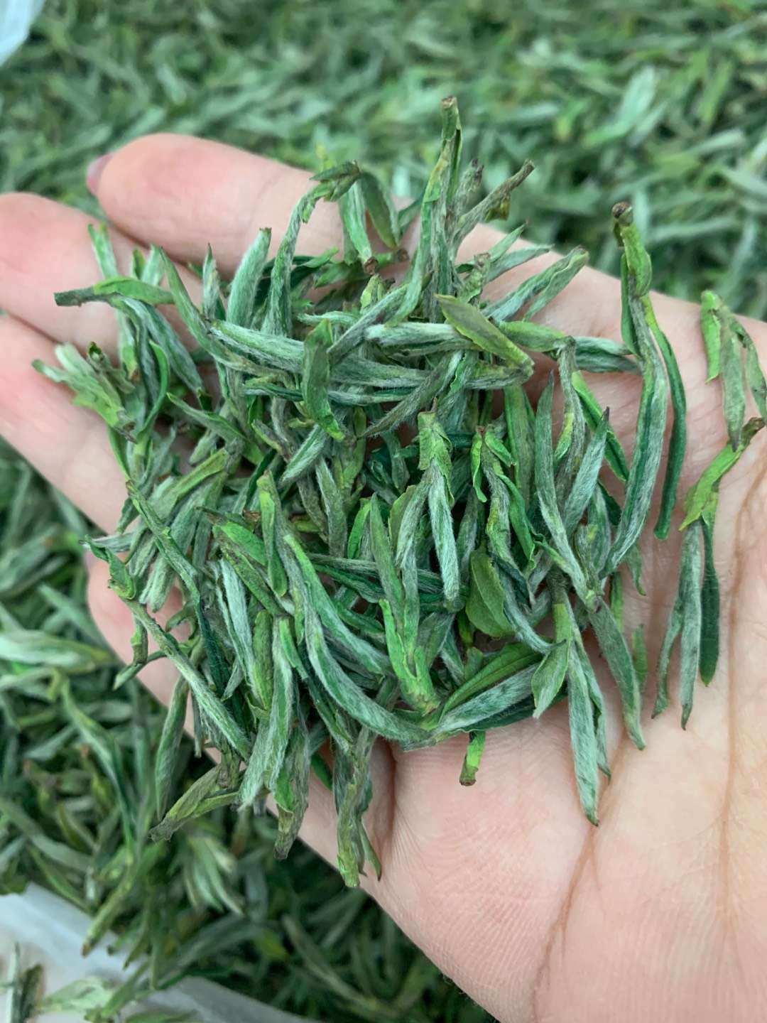 2021新茶明前毛峰绿茶入口醇厚茶叶浓香型高山春茶250克散装批发