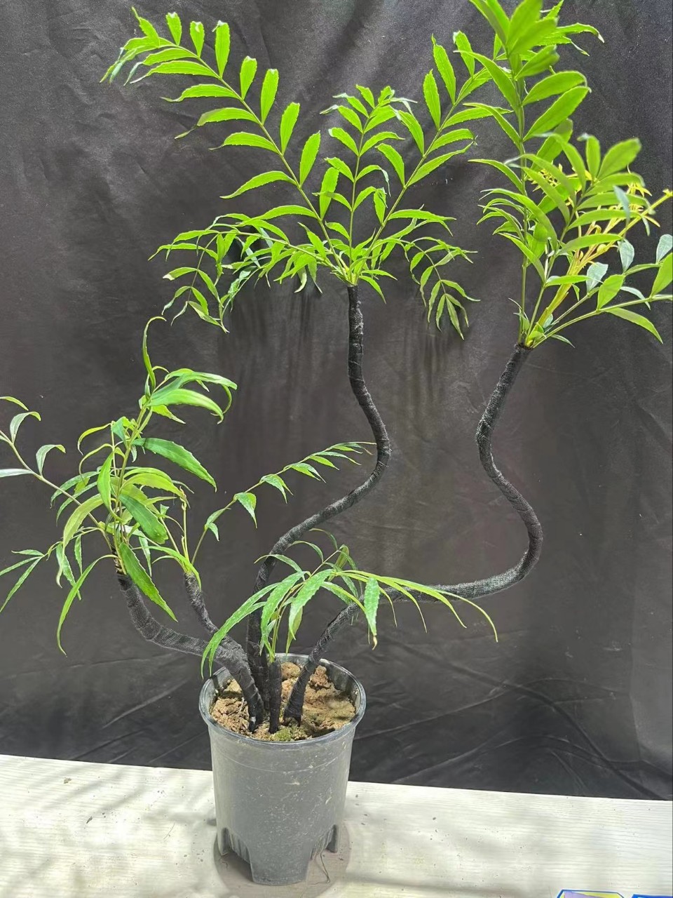 十大功劳造型 土黄连 狭叶窄叶细叶十大功劳树苗庭院小区道路绿化