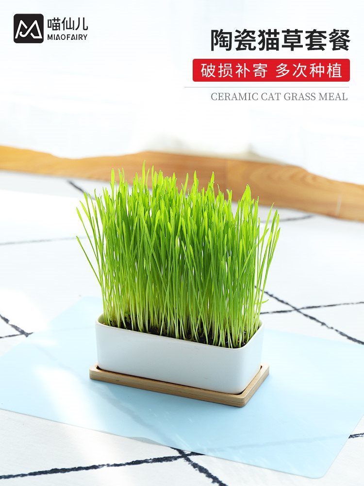 猫草种子水培陶瓷种植套装吐毛球猫薄荷盆栽空气净化猫用品猫零食