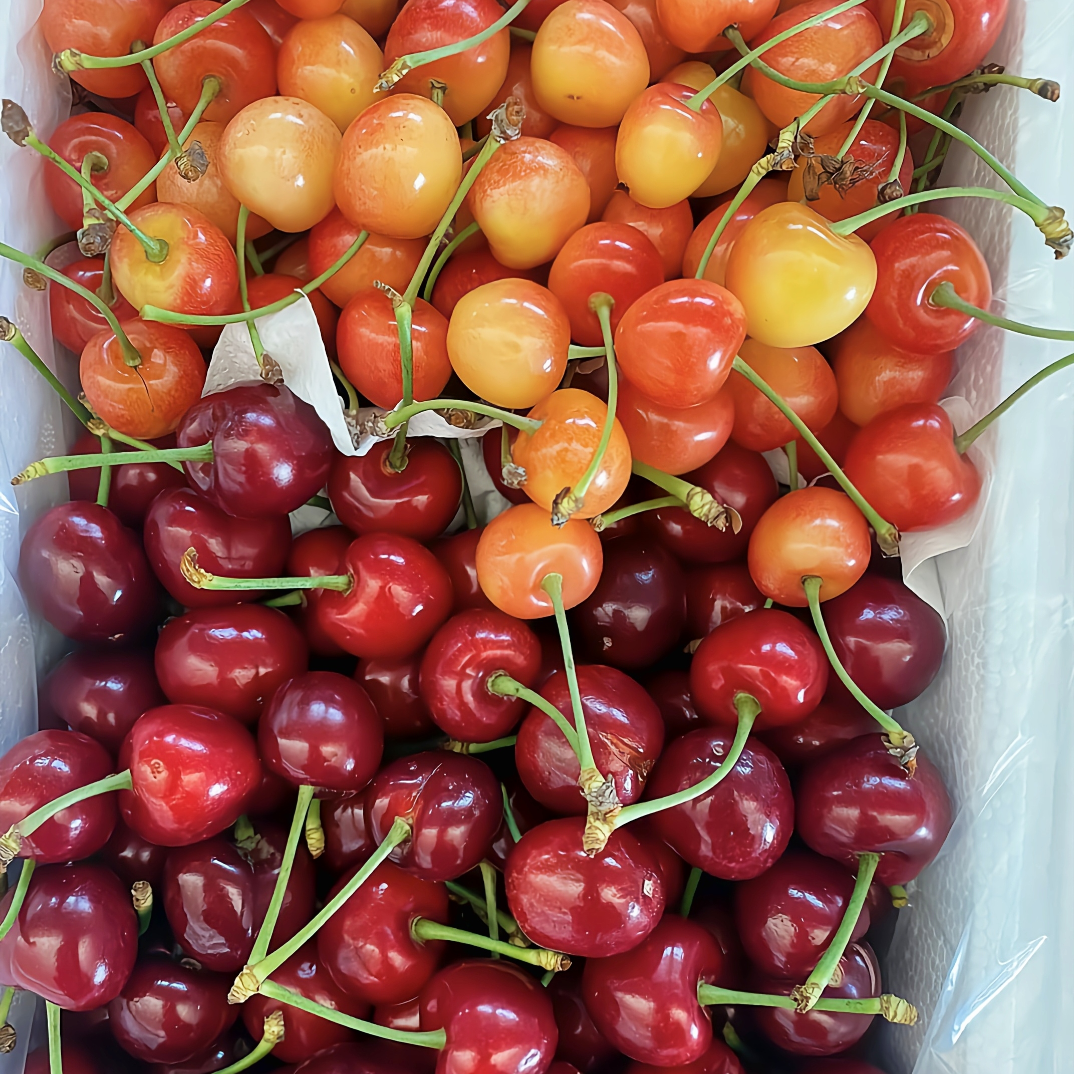 大黄樱桃山东红灯 3斤拉宾斯雷尼车厘子双拼生鲜水果应季-阿里巴巴