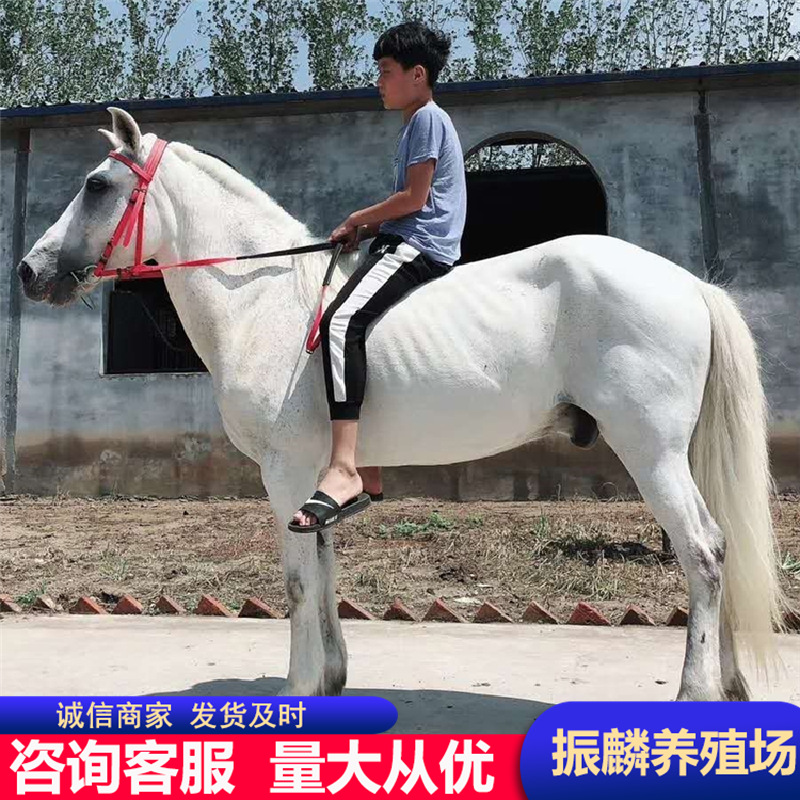 马活马活体纯血马漂亮温顺老实的纯血马骑乘马景区观赏矮马