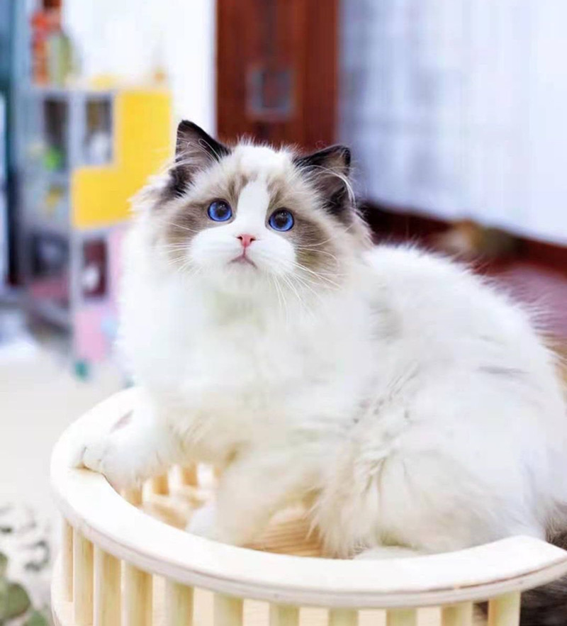 纯种海双布偶猫蓝双布偶重点色布偶猫山双布偶猫幼猫蓝眼宠物猫咪