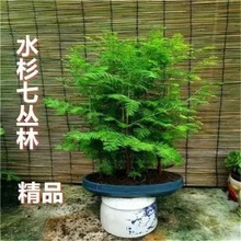 室内丛林水杉盆景树苗 观叶盆栽植物假山吸水石植物鱼缸植物喜水