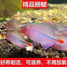 七彩鳑鲏鱼淡水好养易活观赏鱼除藻冷水鱼活体小型热带原生群游鱼