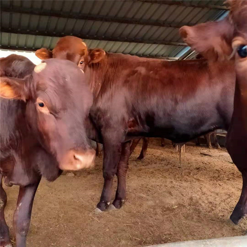 改良肉牛现货西门塔尔牛牛犊 利木赞牛价格黄牛犊价格牛犊养殖场