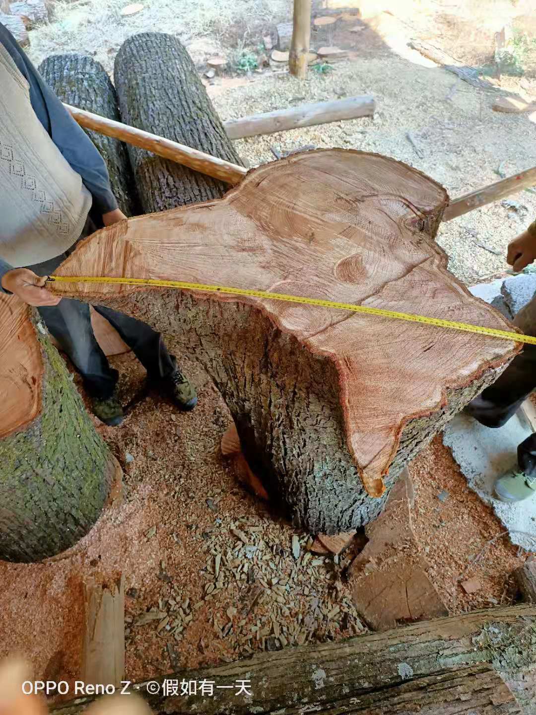 香椿木墩原木桩子实木墩子大圆木桩大树根凳北京舞蹈刑法规制海上