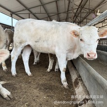 江苏西门塔尔牛养殖场 怎么养牛夏洛莱牛 肉牛养殖场大量出栏牛犊