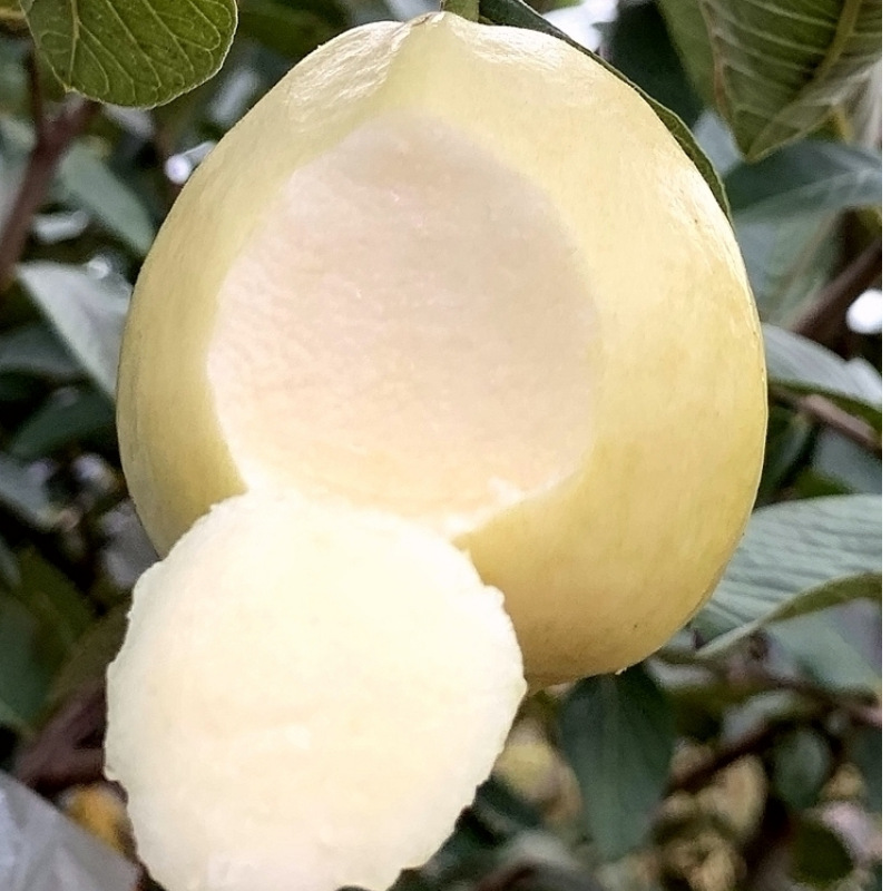 福建新鲜黄金奶油芭乐冰激凌芭乐水果番石榴软糯孕妇水果鸡屎果