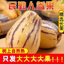 【十个勤天助农】甘肃民勤新鲜人参果树上熟沙漠人生大果应季水果