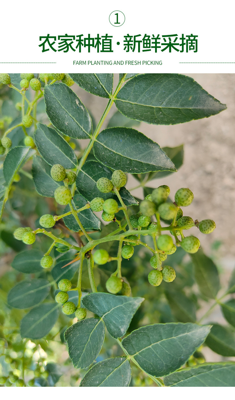 新鲜青花椒陕西渭南韩城保鲜花椒合阳家用藤椒麻椒湿花椒火锅调味
