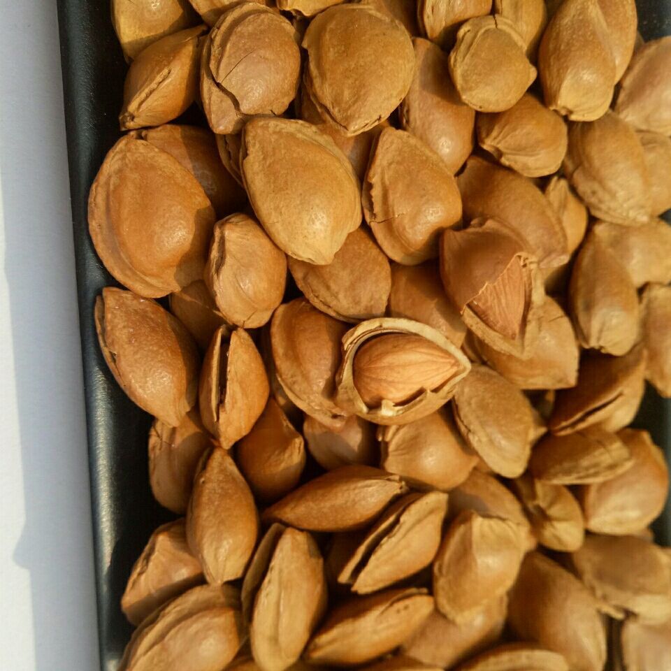 河北特产杏核开口杏核薄皮手剥小白杏坚果炒货杏仁零食批发美食