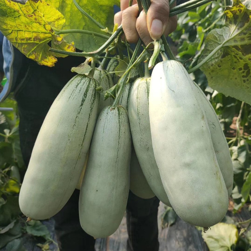 5成交94箱山东博洋9号 羊角蜜 4.