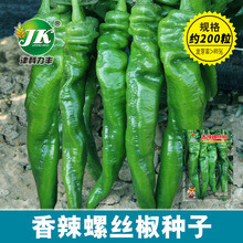 厂家大量批发香辣螺丝椒种子皱皮辣椒种子猪大肠春季菜园蔬菜种籽