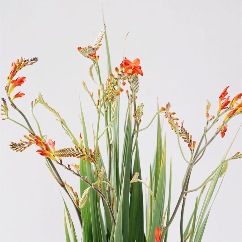 工厂直销火焰兰火焰蓝鲜花云南昆明斗南基地包邮直批新花配花配草