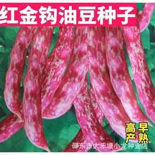 红金钩豆角种子家雀蛋豆角种子东北高产油豆角种子芸豆架豆菜种子